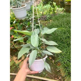 Cây trầu bà kiếm bạc - Philodendron Hastatum