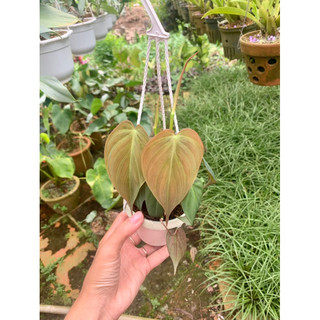 Trầu bà micans - philodendron micans