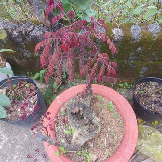 Cây lim lá thắm (còn gọi là lim lửa/lôi khoai)