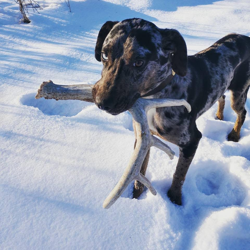 Sừng gặm cho cún