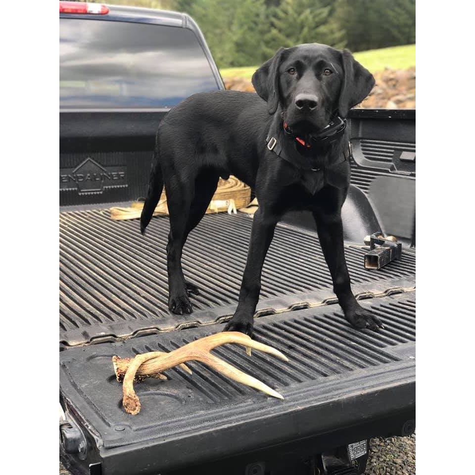 Sừng gặm cho cún