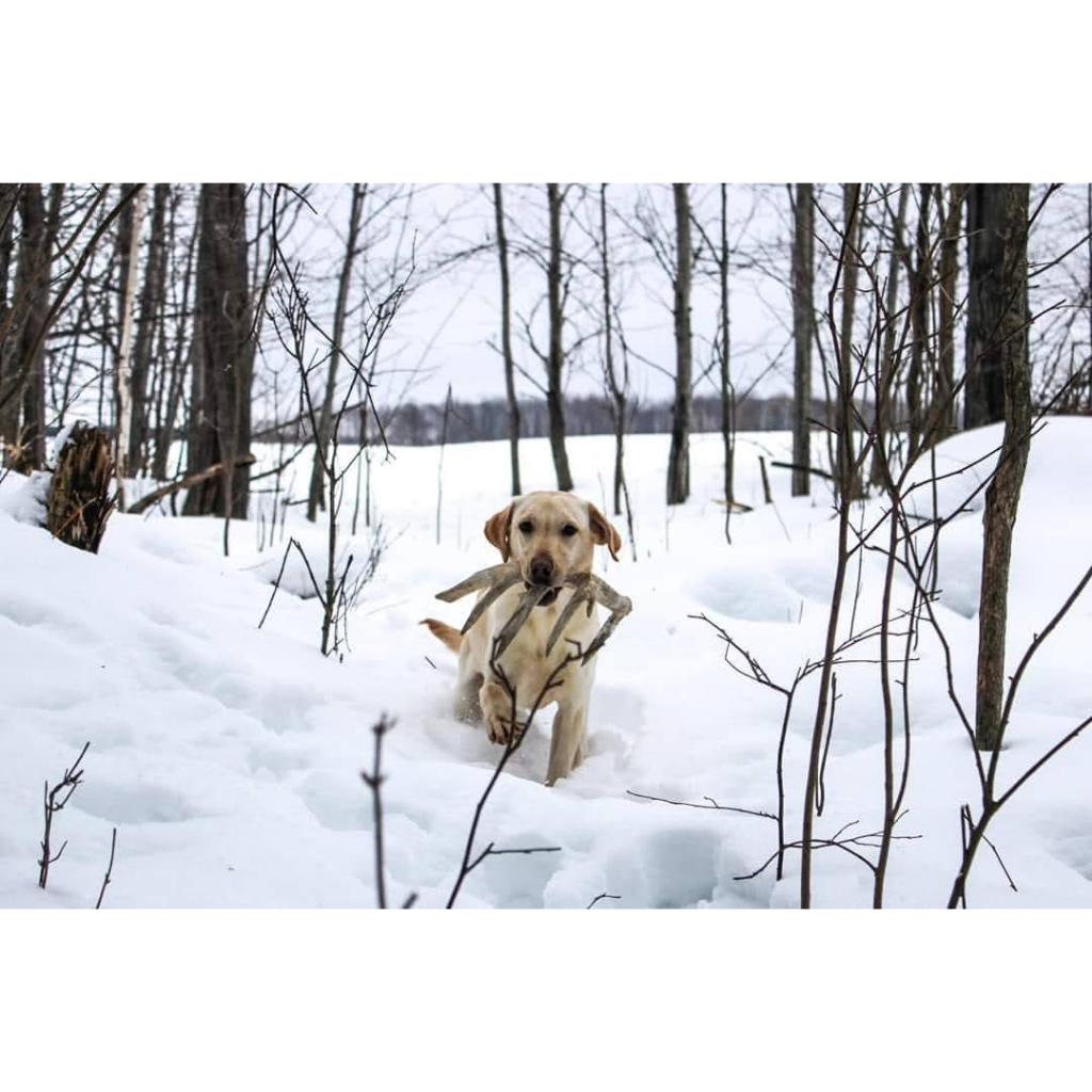 Sừng gặm cho cún