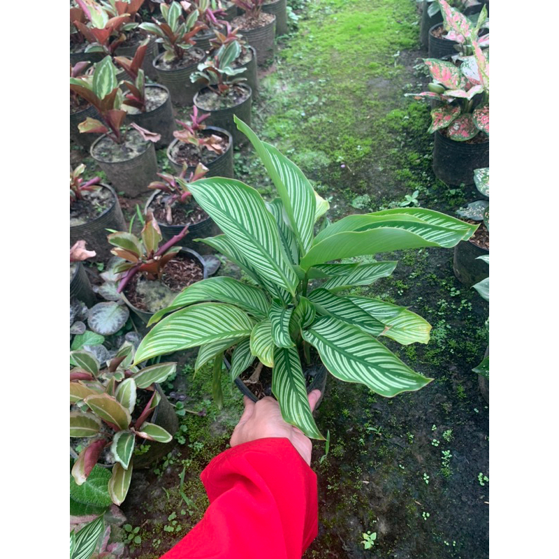 Cây đuôi công xanh sọc trắng-CALATHEA VITTATA. cây như hình