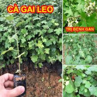 Combo 10 cây giống cà gai leo F1