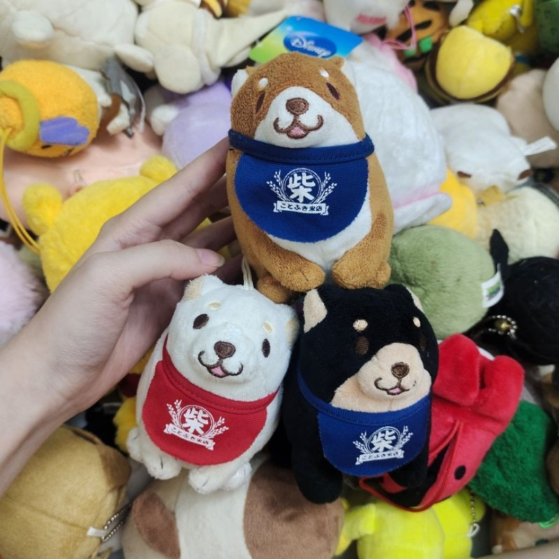 Set chó shiba