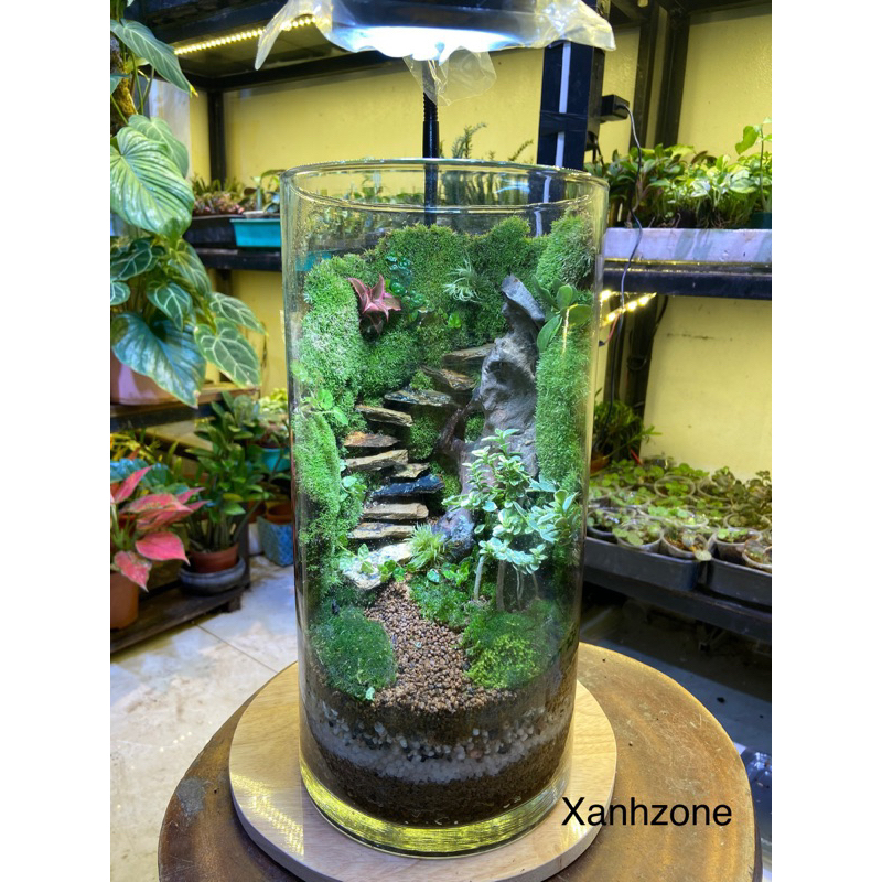 Đá bậc thang, size nhỏ setup terarium, đá vàng hoặc đá xanh, túi 10 viên