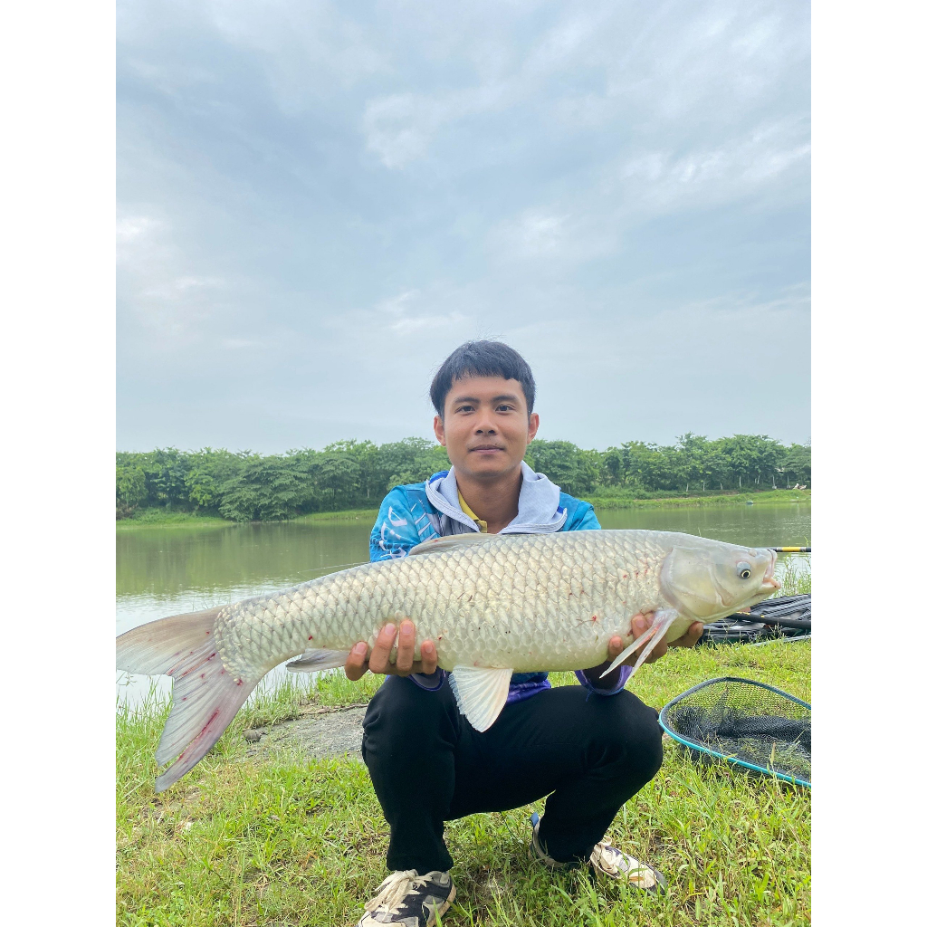 Điếu Ngư - Hương Liệu Ủ Ngô Câu Cá