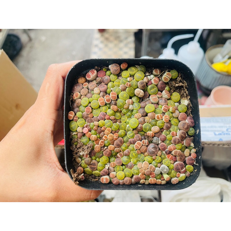 Mông,Lithops Xanh size 0.5 cm Mix Nâu, Hồng Siêu Nhỏ, Hơn 100 cây Siêu xinh Bao bù lỗi vận chuyển