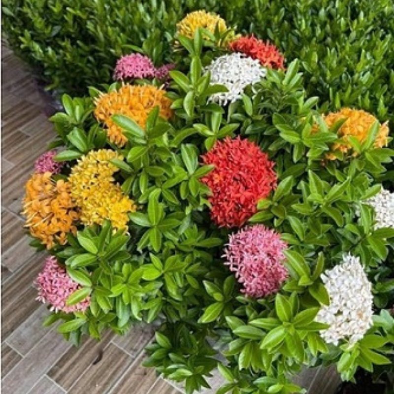 Cây Trang 2 màu trồng bầu C9 cây cao khoảng 30-40 cm,cây phù hợp trồng sân vườn,ban công