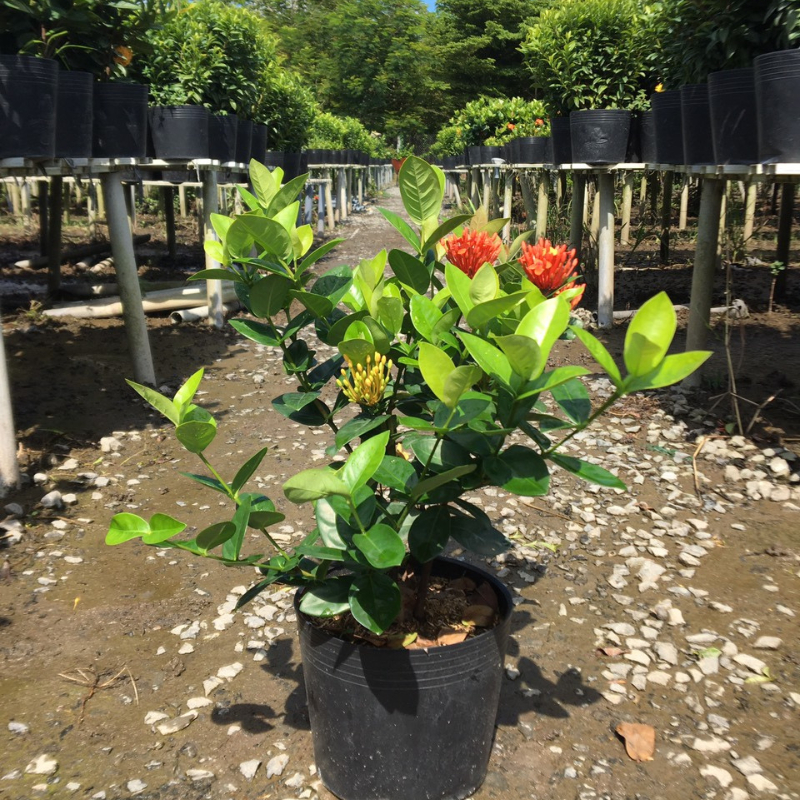 Cây Trang 2 màu trồng bầu C9 cây cao khoảng 30-40 cm,cây phù hợp trồng sân vườn,ban công