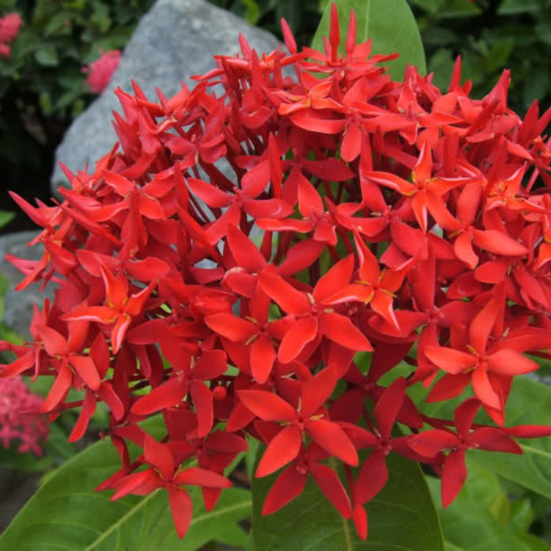 Cây Trang 2 màu trồng bầu C9 cây cao khoảng 30-40 cm,cây phù hợp trồng sân vườn,ban công