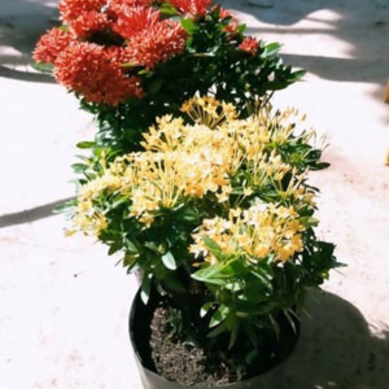 Cây Trang 2 màu trồng bầu C9 cây cao khoảng 30-40 cm,cây phù hợp trồng sân vườn,ban công