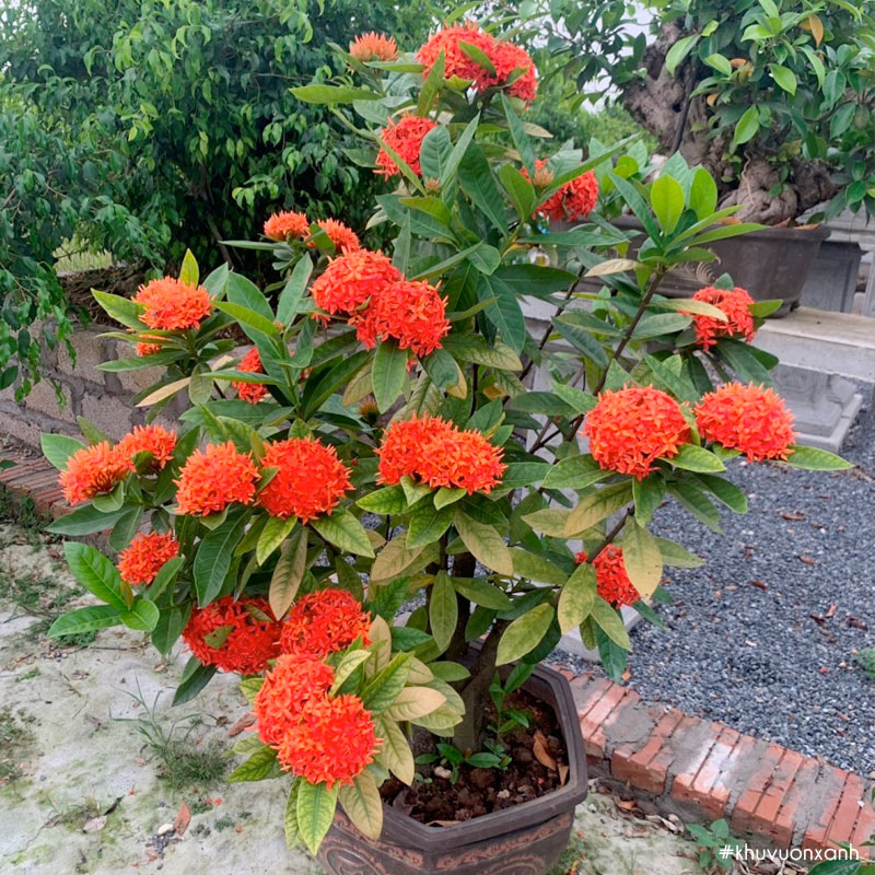 Cây Trang 2 màu trồng bầu C9 cây cao khoảng 30-40 cm,cây phù hợp trồng sân vườn,ban công