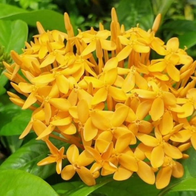 Cây Trang 2 màu trồng bầu C9 cây cao khoảng 30-40 cm,cây phù hợp trồng sân vườn,ban công