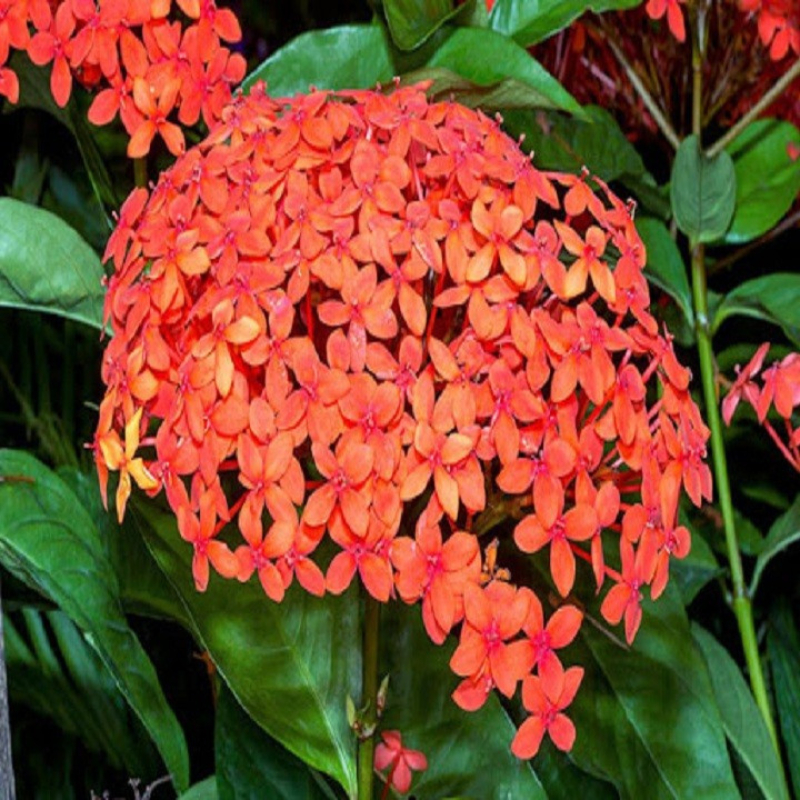 Cây Trang 2 màu trồng bầu C9 cây cao khoảng 30-40 cm,cây phù hợp trồng sân vườn,ban công