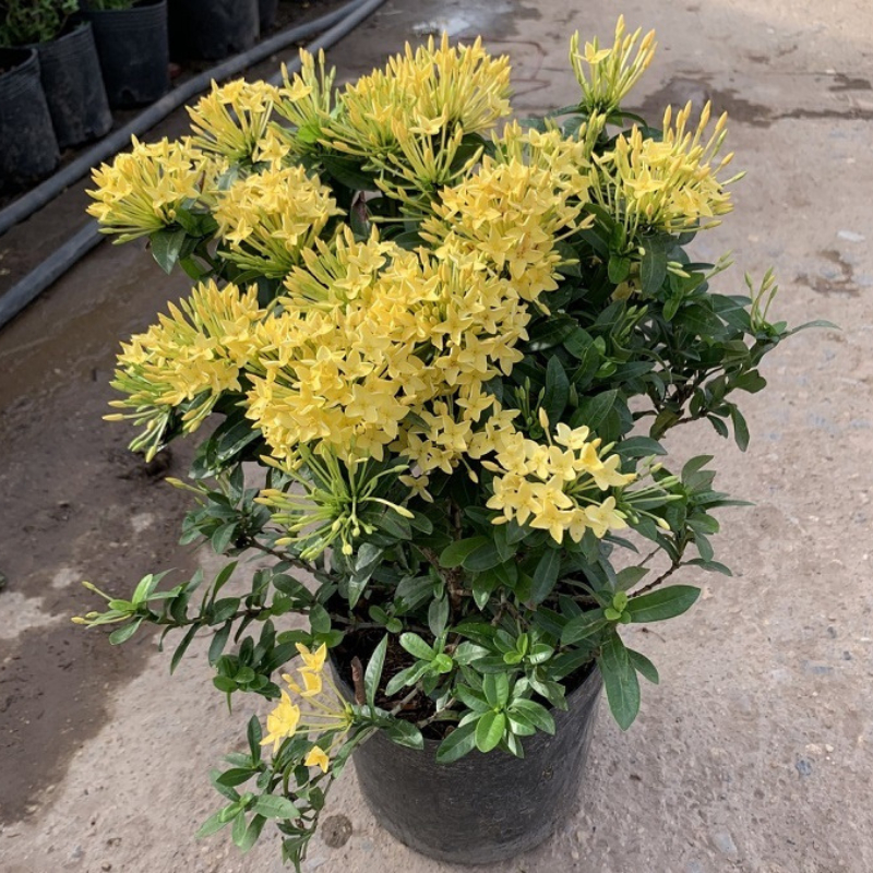 Cây Trang 2 màu trồng bầu C9 cây cao khoảng 30-40 cm,cây phù hợp trồng sân vườn,ban công