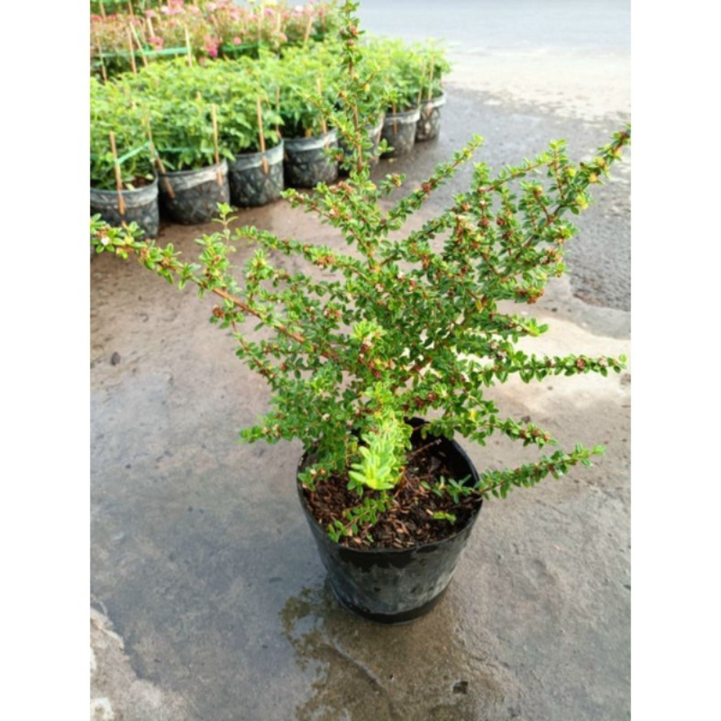 Cây Hàm Hương Bonsai, Trồng Chậu C7, cây cao khoảng 20-25 cm, Cây nổi bật bởi mùi thơm dịu giống mùi của cam quýt, vani.