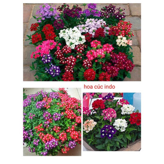 Hạt giống hoa rau các loại