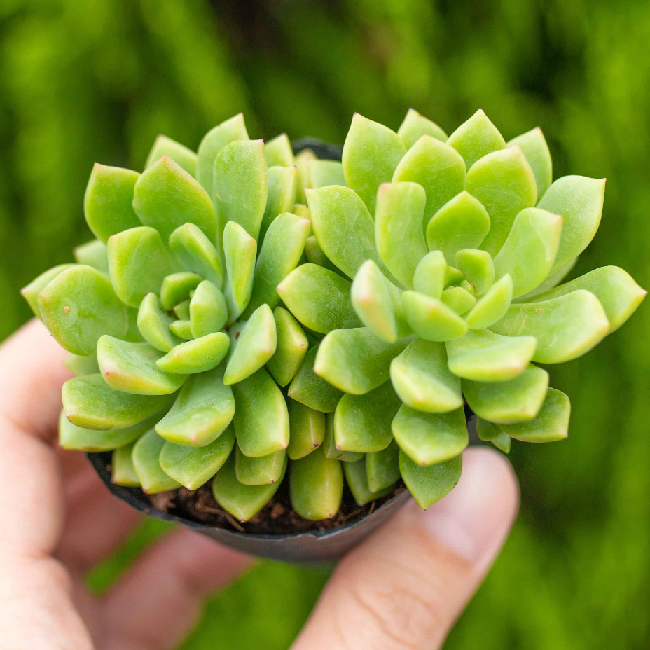 Sen đá mặt trời 5-7cm - Vườn sen đá