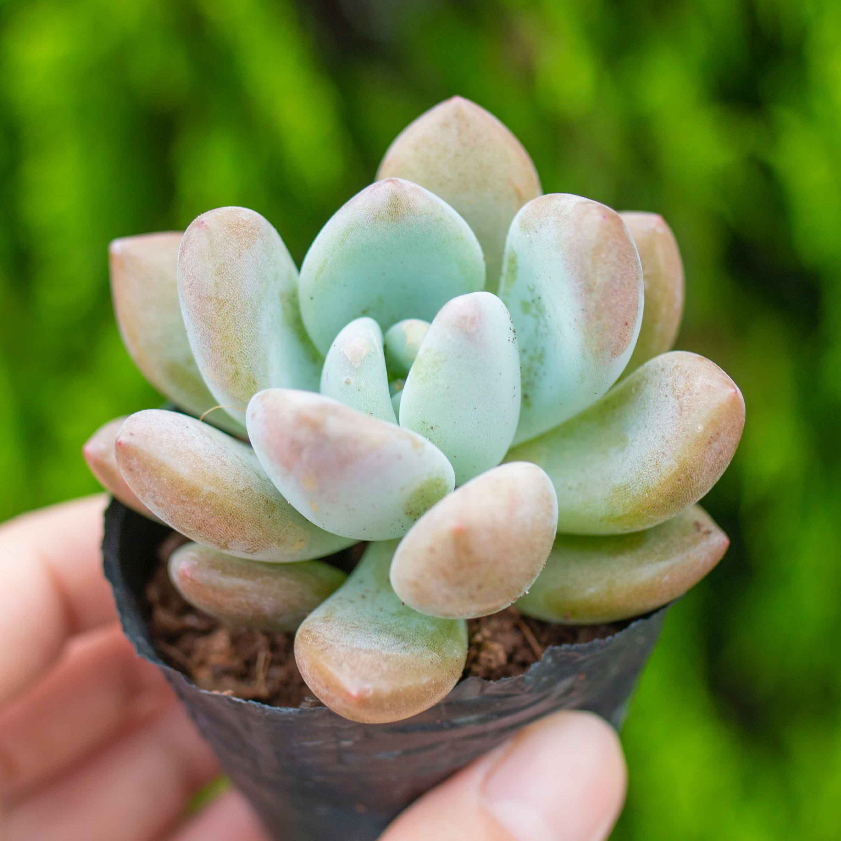 Sen đá sỏi cam 5-7cm - Vườn sen đá