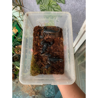 Black scorpion làm cảnh ( Bc đen)