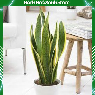 (SALE SẬP SÀN) 01 Cây lưỡi hổ lọc không khí , lưỡi cọp (không kèm chậu)