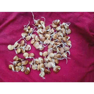 HẠT GIỐNG CỦ SẮN (CỦ ĐẬU) - 10 Hạt/ gói