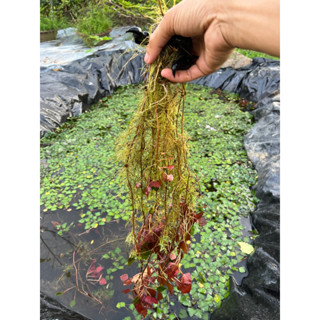 cây ấu giống (10cây)