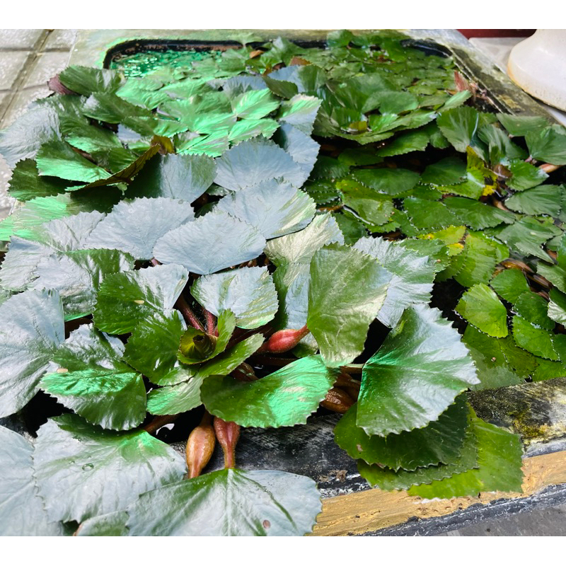 Cây ấu giống