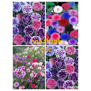 Hạt giống hoa rau các loại