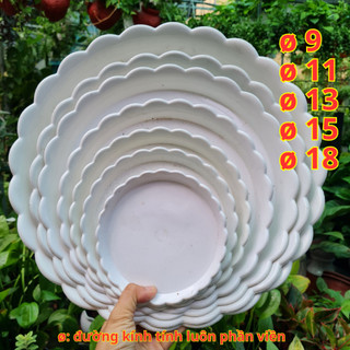 Đĩa nhựa lót chậu cây bèo trắng. Hatagarden