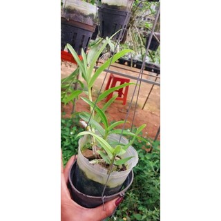 hoa lan trúc phật bà thuần