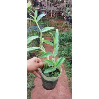 hoa lan trúc phật bà thuần