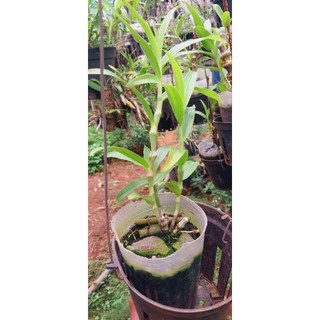 hoa lan trúc phật bà thuần