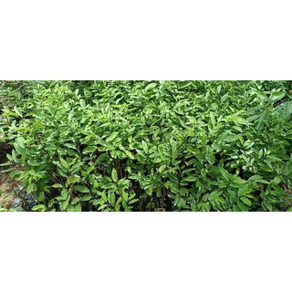 Tổng hợp cây giống các loại