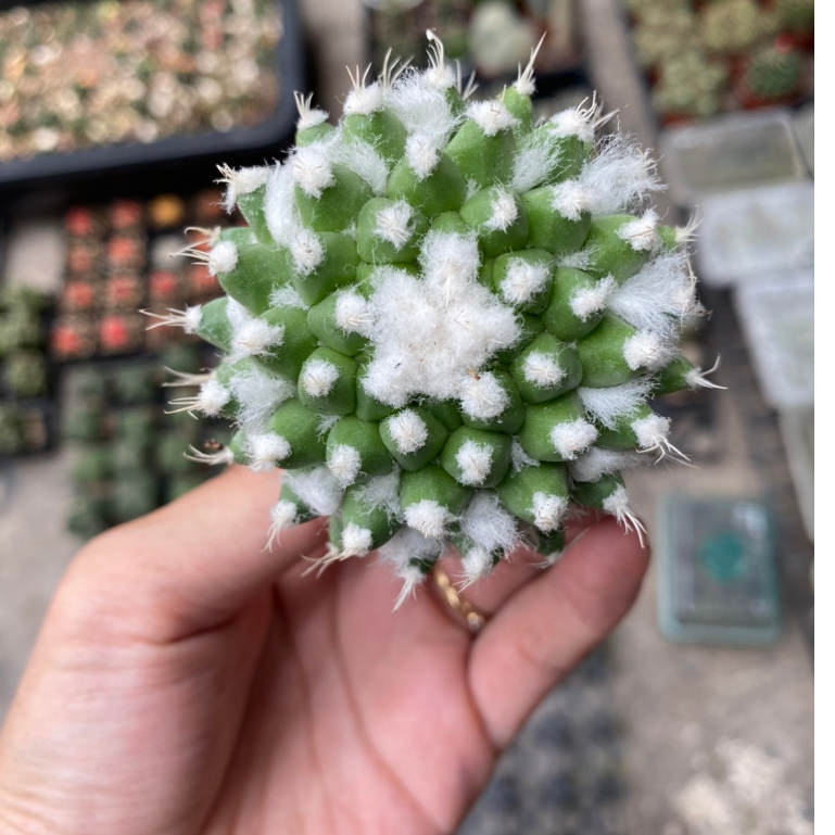 Xương rồng Mami sầu riêng không gai 6-7cm.Hàng gieo hạt .Cây trưởng thành hình cuối.
