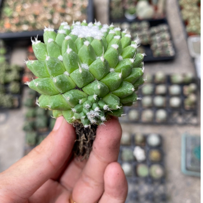 Xương rồng Mami sầu riêng không gai 6-7cm.Hàng gieo hạt .Cây trưởng thành hình cuối.