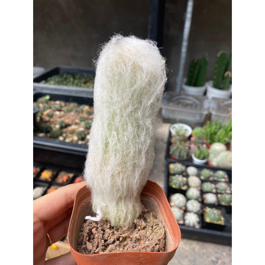 Xương rồng trụ bà lão dài 11-12cm. Ảnh thật tại vườn
