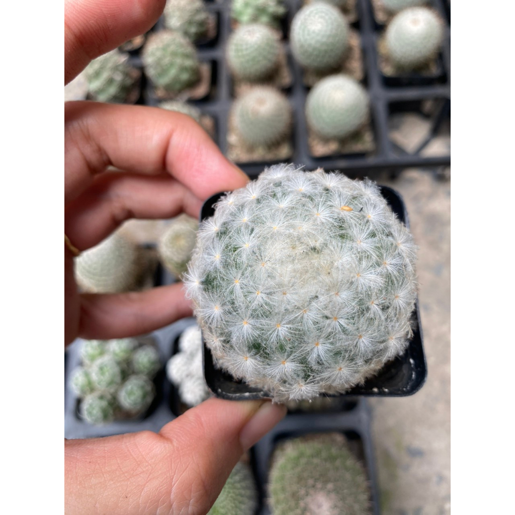 Xương rồng mami các loại size chậu 5cm . Ảnh thật tại vườn.
