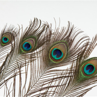 Lông công dùng để trang trí, decor, làm trang sức... QNshop Handmade