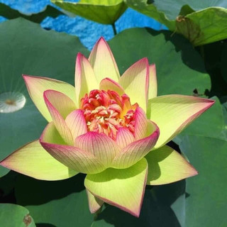 Hạt sen Thái nghìn cánh