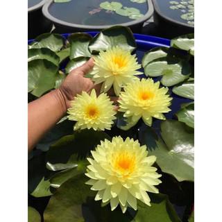 củ hoa súng Thái