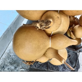 BẦU HỒ LÔ SIZE ĐẠI 27cm, 30cm, 33cm, 35cm, 36-38cm