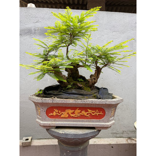 Khuôn đúc chậu chữ nhật 75 (khuôn chậu ABS có lòng trong)