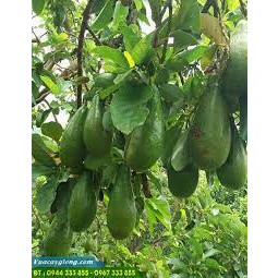 Cây giống bơ sáp, bơ quả dài cây giống khỏe dễ trồng ít sâu bệnh, cây thấp năng suất cao