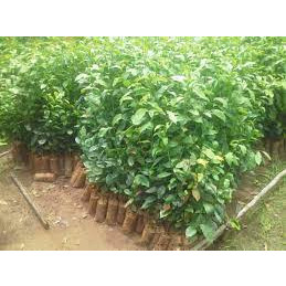 Cây giống chè xanh uống nước combo 5 cây