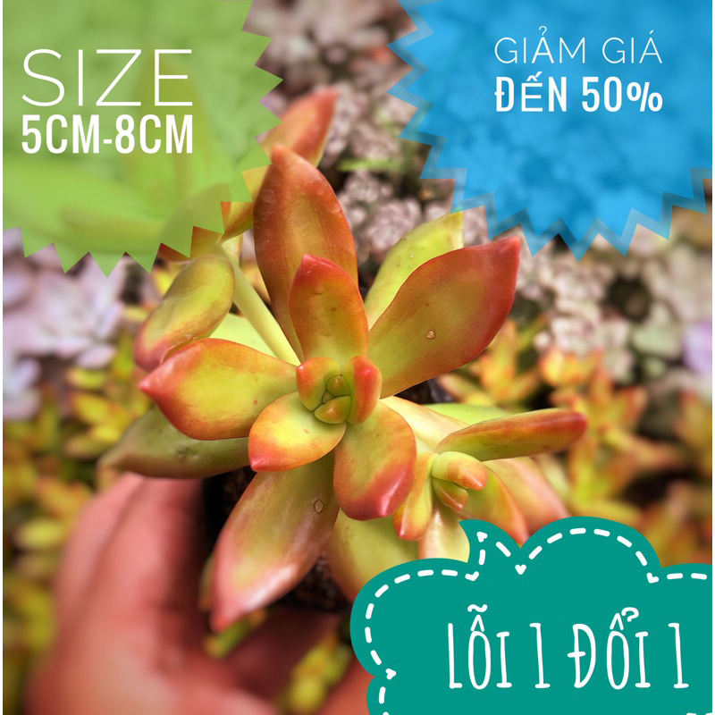 💥💥Sen Đá Đá Cam Size Bầu 8cm
