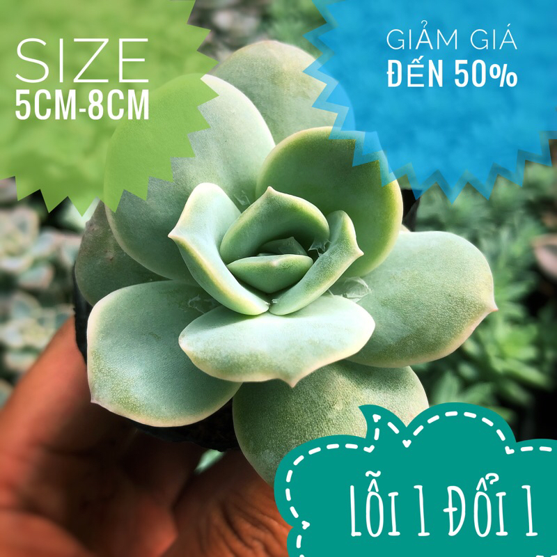 💥💥Sen Đá Hồng Hà Lan Size Bầu