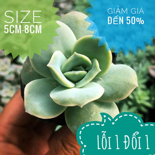 💥💥sen đá hồng hà lan size bầu
