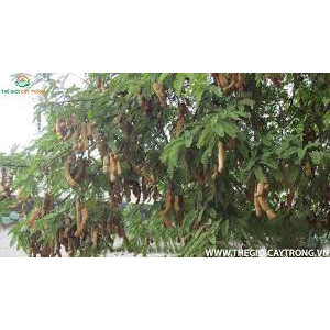 cây giống me thái ngọt